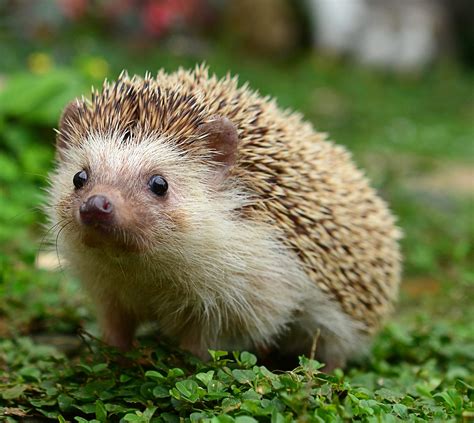 40 Adorable Hedgehog Pictures | Reader's Digest