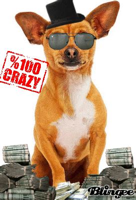 Papi ( Beverly Hills Chihuahua ) Picture #102033520 | Blingee.com