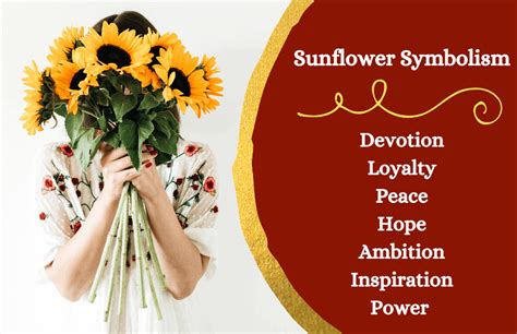 Sunflower – Symbolism and Meaning - Symbol Sage