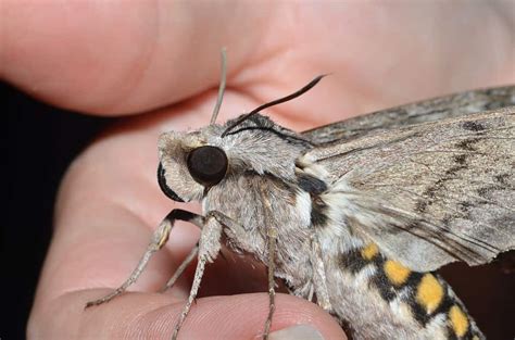 The beautiful Tomato Hornworm (Five-spotted Hawkmoth) – Drew Monkman