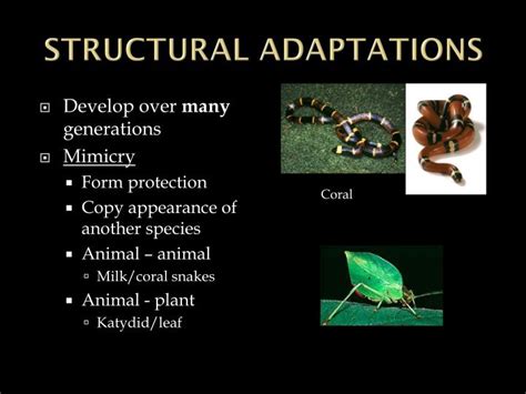 PPT - EVOLUTION PowerPoint Presentation - ID:1993897