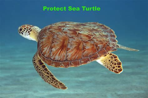 Save The Animals : Why Hawksbill Sea Turtle matter; Facts; Threats