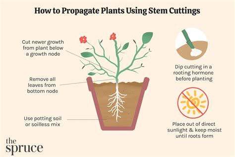 How to Propagate Plants Using Stem Cuttings (2023)