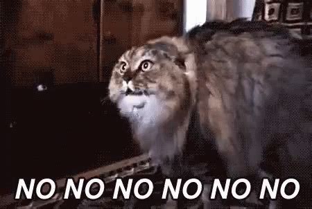 No No No No Cat GIF - NoNoNo NoCat No - Discover & Share GIFs