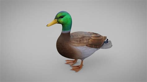 3D model VR / AR ready Realistic Duck | CGTrader