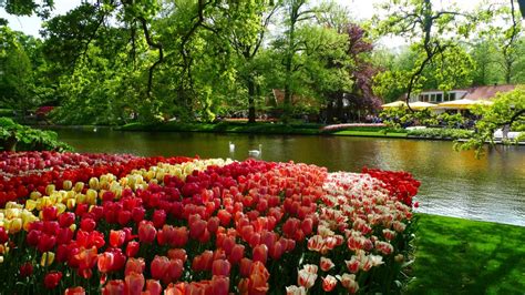 The Keukenhof Gardens in Lisse: A Photo Essay - CP