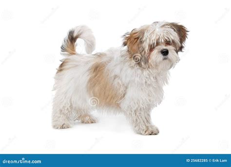 Boomer dog stock image. Image of mammal, canine, mixed - 25682285