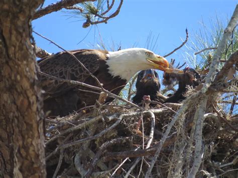 Bald Eagle feeding young eagles | Smithsonian Photo Contest | Smithsonian Magazine