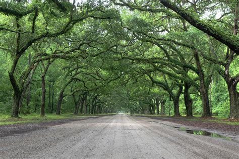 Wormsloe Plantation Photograph by Kenny Nobles