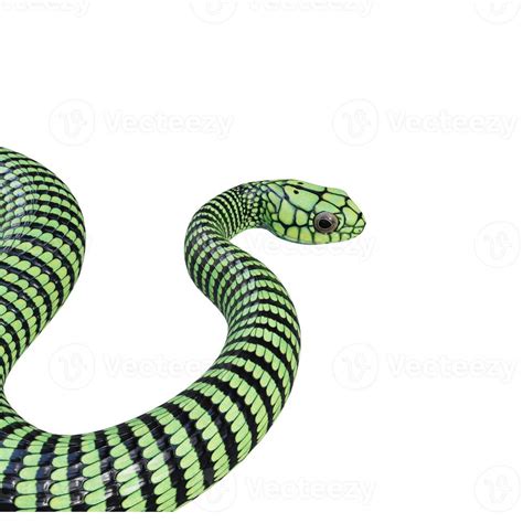 Boomslang snake 3D illustration 11890188 Stock Photo at Vecteezy