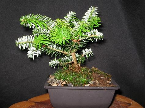 Items similar to Bonsai tree,Tundra Korean Fir, Abies Koreana 'Tundra' - Bonsai plant, Outdoor ...