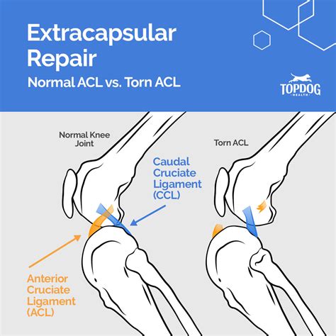 Anterior Cruciate Ligament In Dogs