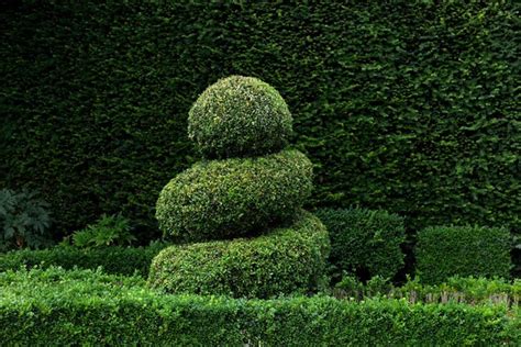 Shaped boxwood in front of yew hedge - Photo12-imageBROKER-J. Pfeiffer