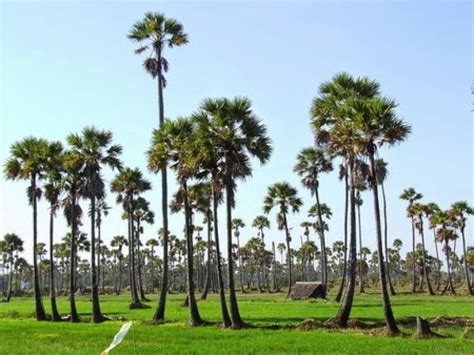 Palm Tree (Borassus flabellifer): The National Tree of Cambodia | IntoCambodia.org