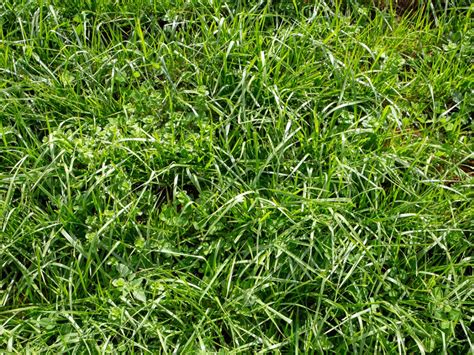 Controlling Tall Fescue: How To Get Rid Of Tall Fescue In The Lawn