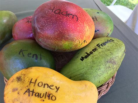 What Is The Best Mango Variety? Will 7,000 Mangos Reveal The Answer? | WLRN