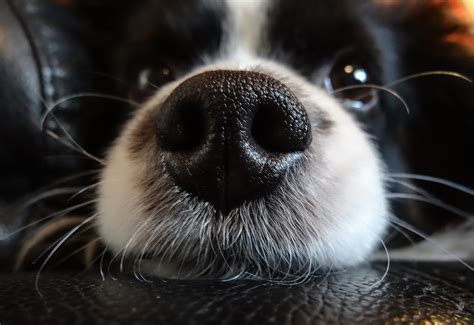 Nose Dog Black · Free photo on Pixabay