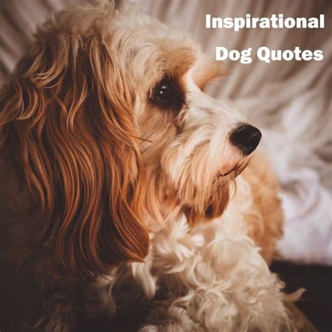 25 Inspirational Dog Quotes About Love and Loyalty - Pooch'n Cat