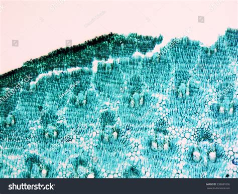 Light Photomicrograph Bamboo Stem Cross Section Stock Photo 238681036 | Shutterstock