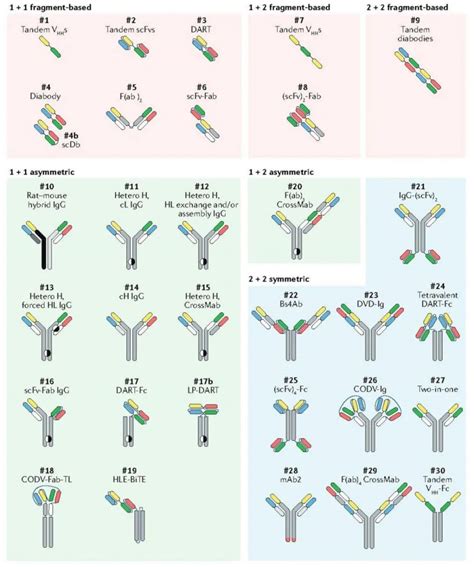 Overview of Bispecific Antibody Drug Technology (Part II) – Creative Biolabs Bispecific Antibody ...