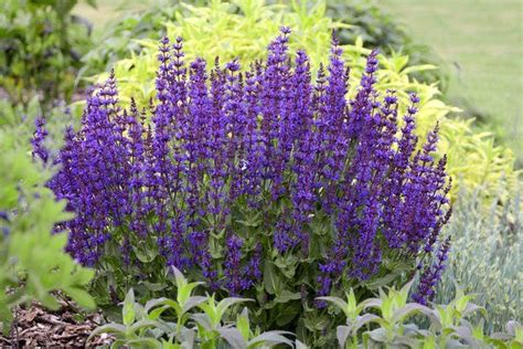 25 Low-Maintenance Perennial Flowers Perfect for Beginners | Drought ...