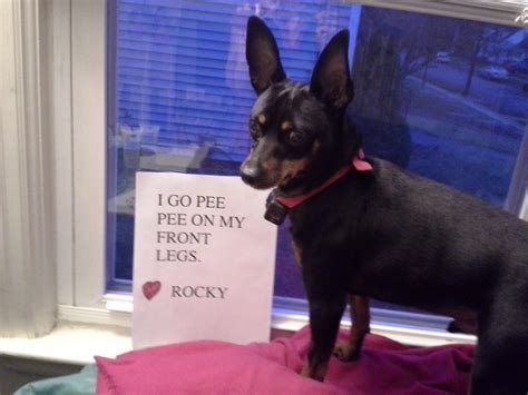 I need some rain boots! - Dogshaming