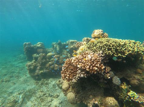 Starfish Underwater · Free Stock Photo