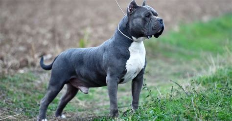 Top 41 Elevage American Bully Xl France Quick Answer