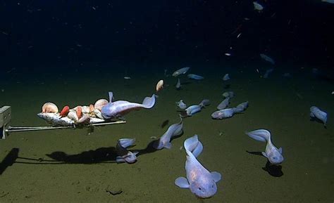 Snailfish breaks record for world’s deepest fish