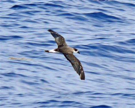 Black-capped Petrel (Pterodroma hasitata) | Off Hatteras, NC… | Larry Meade | Flickr