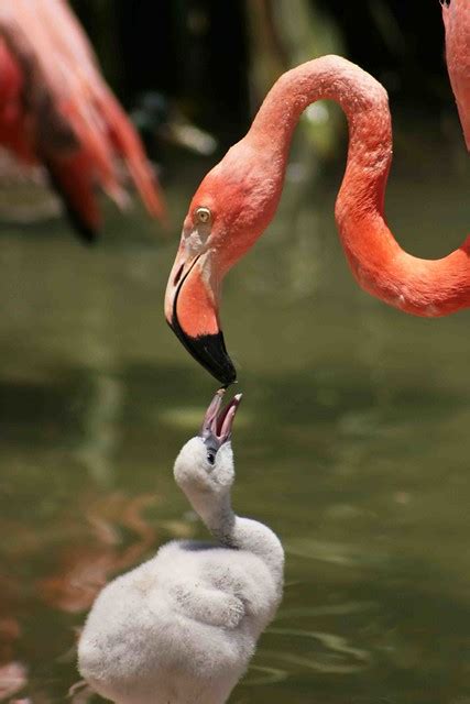 Flamingo Feeding | Flickr - Photo Sharing!