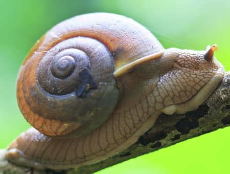 Snails bigger danger to humans than combo of lions, sharks and wolves | Science News | Zee News