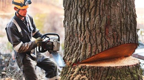 Skills Using Chainsaws to Cut large trees. Use Dangerous hand-held chainsaws to saw giant trees ...