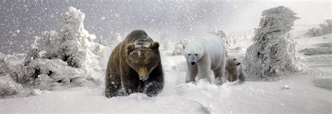 Bear Species Hybridization Shows God’s Providence - Reasons to Believe