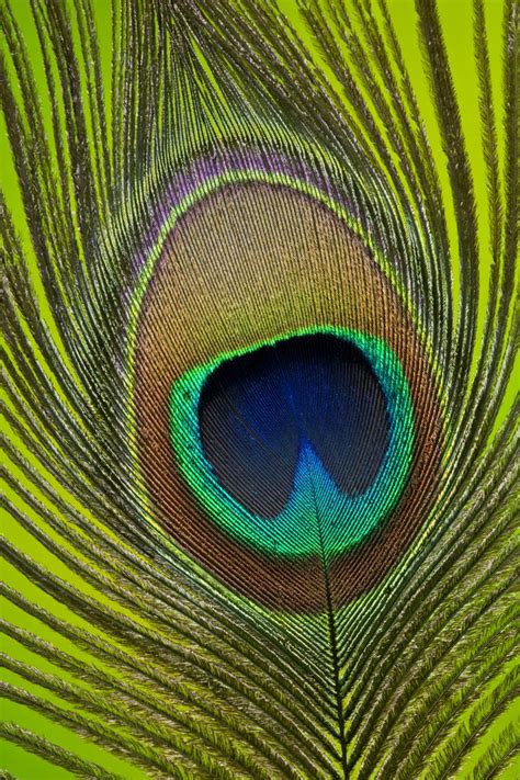 Peacock tail feather | Peacock images, Peacock feather art, Peacock bird