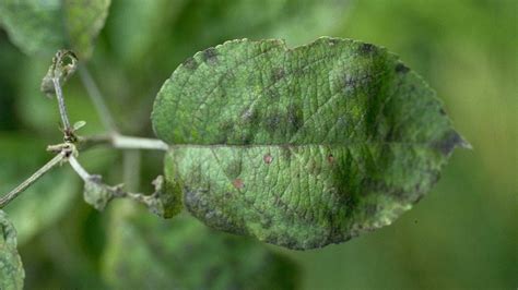 Apple Scab Disease | University of Maryland Extension