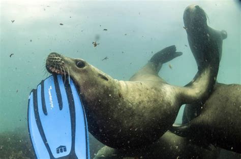 Deep sea diver gets a shock when sea lion grabs hold of his HEAD | Nature | News | Express.co.uk