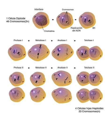 Meiosis | Note