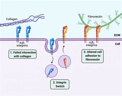 EDS biology blog 2: The molecular changes in EDS/HSD fibroblasts | hEDS ...