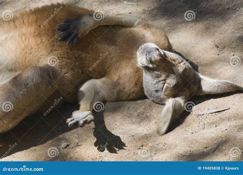 Kangaroo Sunbathing In Late Afternoon Sun, Looks Like Meditating Royalty-Free Stock Photography ...