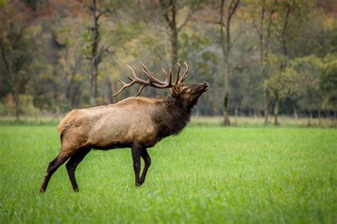 Bugles to Barks - Elk Sounds and What They Mean » targetcrazy.com