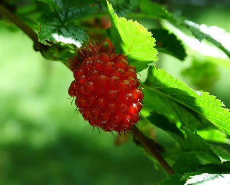 Salmonberry (Rubus Spectabilis) - Only Foods