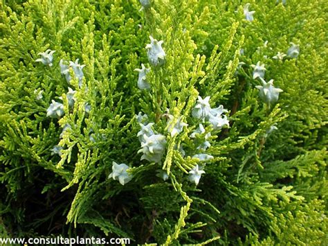 Platycladus orientalis or Thuja orientalis | Care and Growing