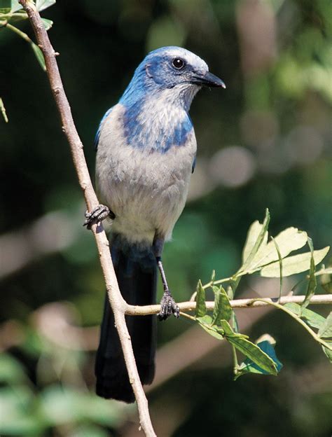 Jay | Songbird, Corvidae, Blue Jay | Britannica