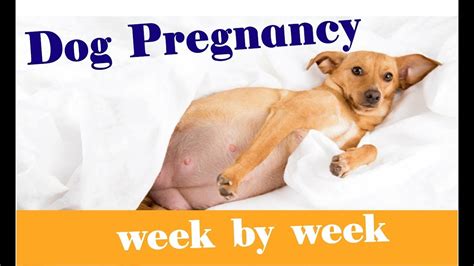 Stages Of Dog Pregnancy Signs