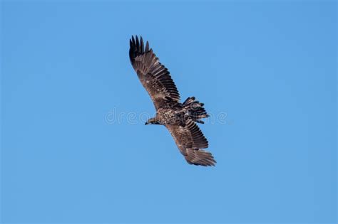 A Juvenile Bald Eagle Flying High. Stock Image - Image of feathers ...