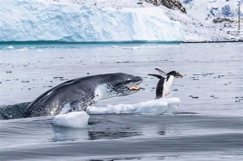 Leopard Seal Chasing its meal : natureismetal