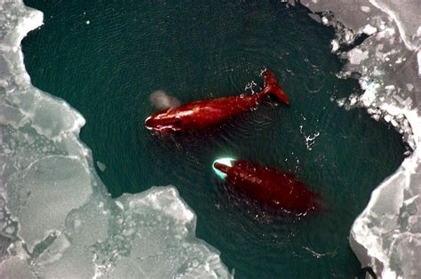 Bowhead Whale – "OCEAN TREASURES" Memorial Library