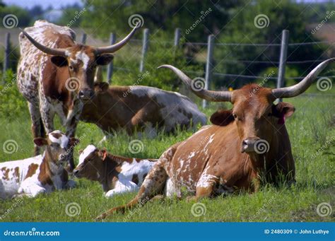 Longhorn Cattle stock image. Image of animals, cattle - 2480309