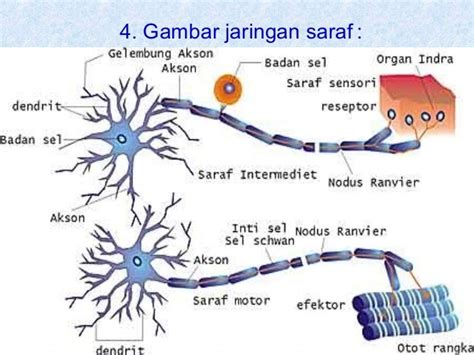 Jaringan Saraf Pada Hewan - Homecare24